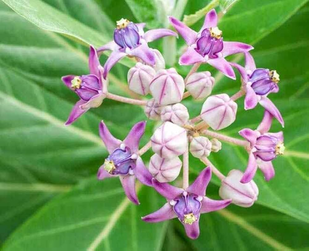 Milkweed (flower Asclepias purpurascens purple) for planting in garden